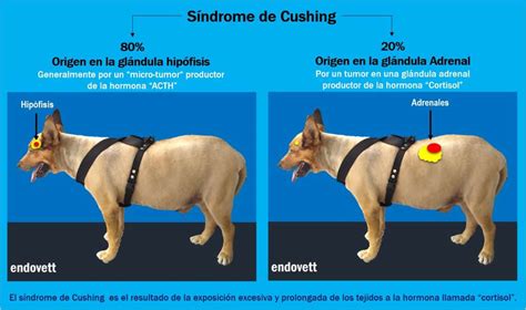 enfermedad de cushing en perros